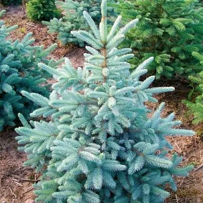 Ель КЕЙБАБ колючая в Хабаровске