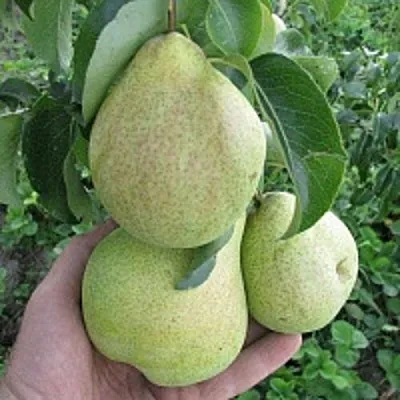 Груша КУДЕСНИЦА в Хабаровске