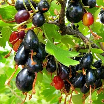 Смородина золотистая БОКАЛИНСКАЯ в Хабаровске