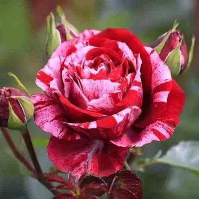 Саженцы роз ДИП ИМПРЕШН флорибунда  Саженцы роз ДИП ИМПРЕШН флорибунда в Хабаровске