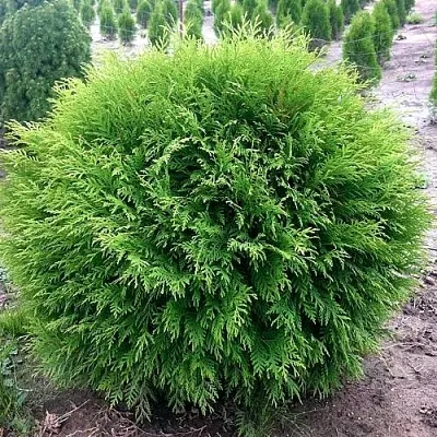 Туя ЛИТЛ ЧЕМПИОН западная в Хабаровске