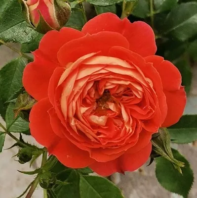 Саженцы роз СТАРЛЕТ РОУЗ КАРМЕН плетистая  Саженцы роз СТАРЛЕТ РОУЗ КАРМЕН плетистая в Хабаровске