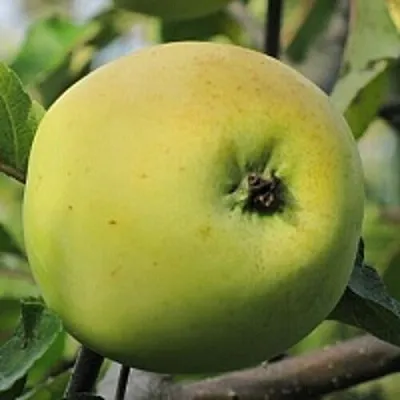 Яблоня РОССИЯНКА  Яблоня РОССИЯНКА в Хабаровске