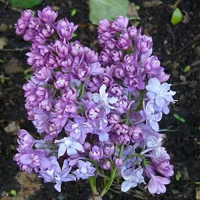 Сирень НАДЕЖДА в Хабаровске