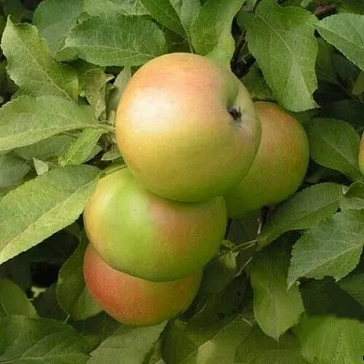 Яблоня ВЕРБНОЕ  Яблоня ВЕРБНОЕ в Хабаровске