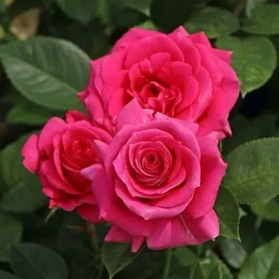 Саженцы роз ЛАВ ЛЕТТЕР флорибунда  Саженцы роз ЛАВ ЛЕТТЕР флорибунда в Хабаровске