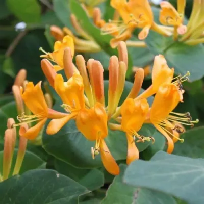 Жимолость ТЕЛЬМАНА в Хабаровске