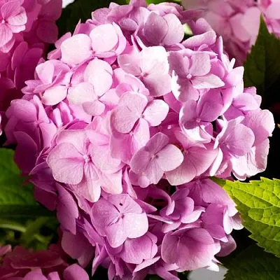 Гортензия БУКЕТ РОУЗ крупнолистная  Гортензия БУКЕТ РОУЗ крупнолистная в Хабаровске