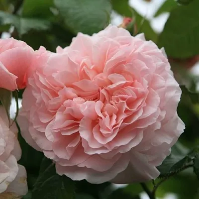 Саженцы роз РОЗ ДЕ ТОЛБИАК плетистая  Саженцы роз РОЗ ДЕ ТОЛБИАК плетистая в Хабаровске