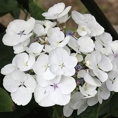 Гортензия ЛИБЕЛЛЕ крупнолистная  Гортензия ЛИБЕЛЛЕ крупнолистная в Хабаровске