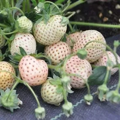 Клубника АНАНАСА ремонтантная в Хабаровске