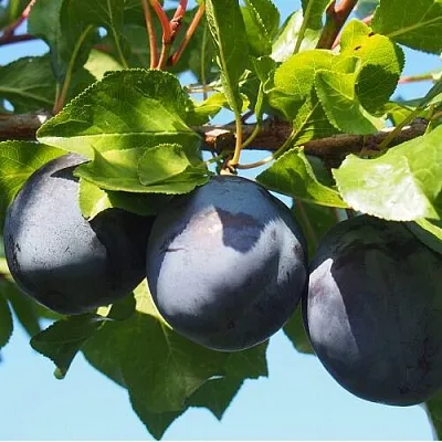 Слива ВОЛАТ  Слива ВОЛАТ в Хабаровске