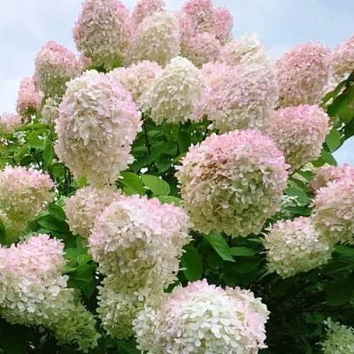 Гортензия ГРАНДИФЛОРА метельчатая  Гортензия ГРАНДИФЛОРА метельчатая в Хабаровске