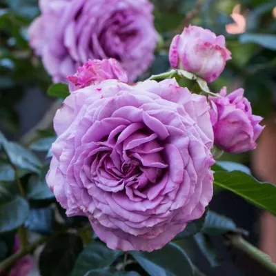 Саженцы роз СИЛЬВЕР КВИК плетистая в Хабаровске