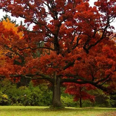 Дуб  Дуб в Хабаровске