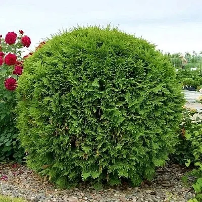 Туя ВУДВАРДИ западная в Хабаровске