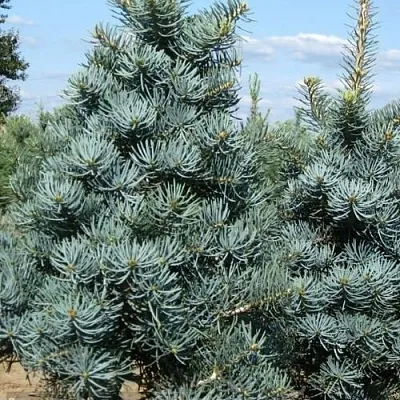 Пихта КОНКОЛОР  Пихта КОНКОЛОР в Хабаровске
