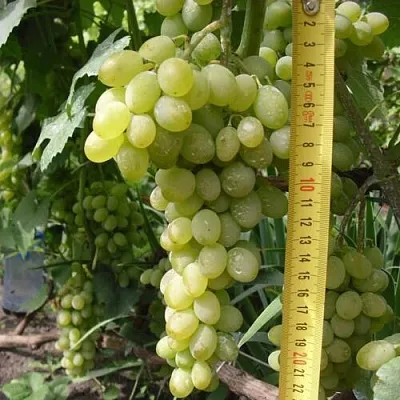 Виноград АНАНАСНЫЙ РАННИЙ  Виноград АНАНАСНЫЙ РАННИЙ в Хабаровске