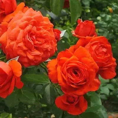 Саженцы роз МАЙНТАУЭР плетистая  Саженцы роз МАЙНТАУЭР плетистая в Хабаровске