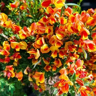 Ракитник АНДРЕАНУС  Ракитник АНДРЕАНУС в Хабаровске