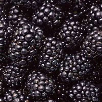 Ежевика ОРКАН бесшипная в Хабаровске