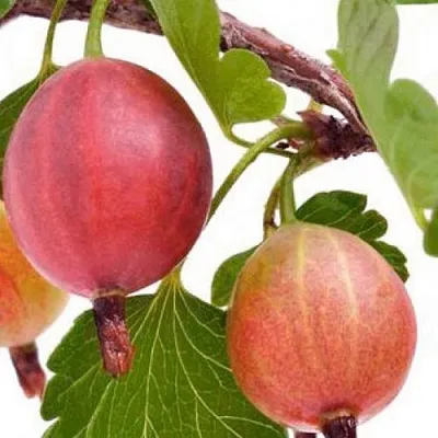 Крыжовник ЯРКИЙ  Крыжовник ЯРКИЙ в Хабаровске