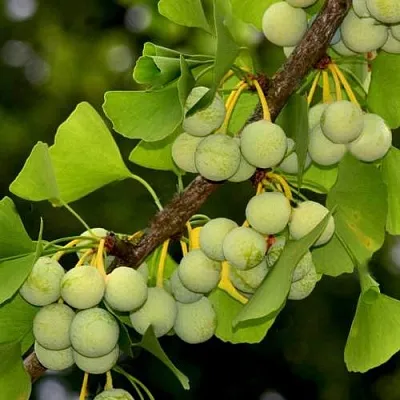 Гинкго билоба  Гинкго билоба в Хабаровске