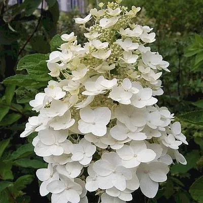 Гортензия КИУШУ метельчатая  Гортензия КИУШУ метельчатая в Хабаровске