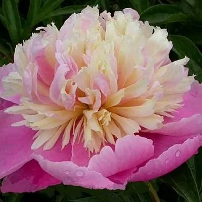 Пион ВЕСЕННЯЯ ПАЛИТРА травянистый  Пион ВЕСЕННЯЯ ПАЛИТРА травянистый в Хабаровске