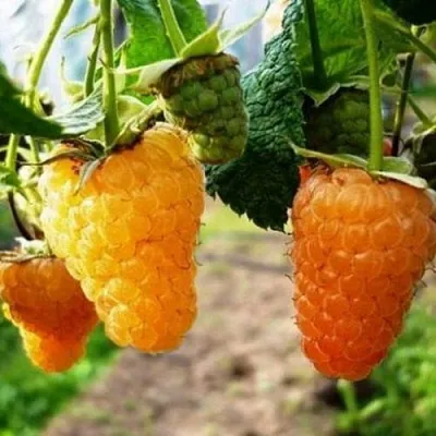 Малина ОРАНЖЕВОЕ ЧУДО  Малина ОРАНЖЕВОЕ ЧУДО в Хабаровске