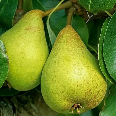 Груша Г-6 колонновидная  Груша Г-6 колонновидная в Хабаровске