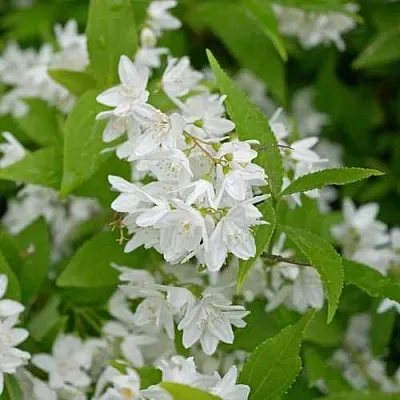 Дейция шершавая в Хабаровске