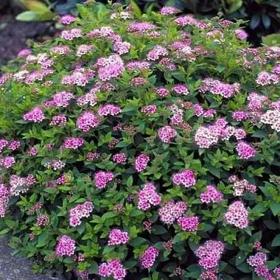 Спирея ЛИТЛ ПРИНЦЕСС японская  Спирея ЛИТЛ ПРИНЦЕСС японская в Хабаровске