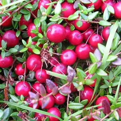 Клюква ПИЛИГРИМ  Клюква ПИЛИГРИМ в Хабаровске