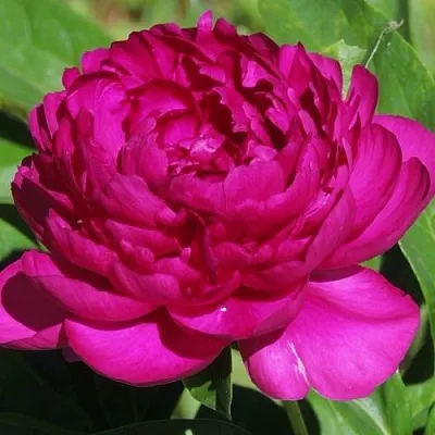 Пион БАРХАТ НОЧИ травянистый  Пион БАРХАТ НОЧИ травянистый в Хабаровске