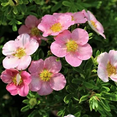 Лапчатка ЛАВЛИ ПИНК кустарниковая  Лапчатка ЛАВЛИ ПИНК кустарниковая в Хабаровске