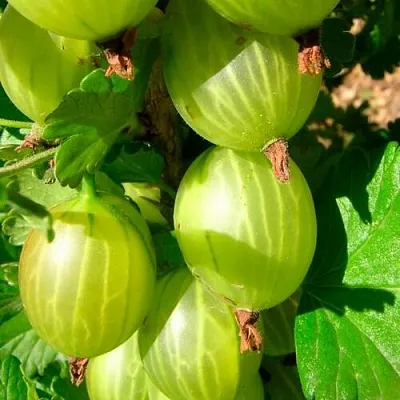 Крыжовник МАЛАХИТ  Крыжовник МАЛАХИТ в Хабаровске