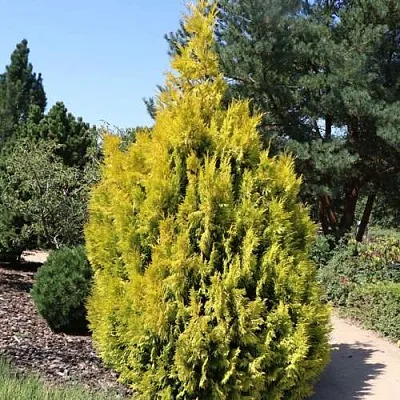 Туя СТОУНХАМ ГОЛД складчатая в Хабаровске