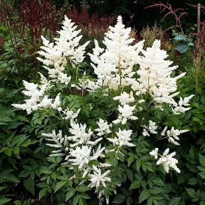 Астильба ДОЙЧЛАНД японская в Хабаровске