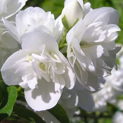 Жасмин ЖИРАНДОЛЬ  Жасмин ЖИРАНДОЛЬ в Хабаровске