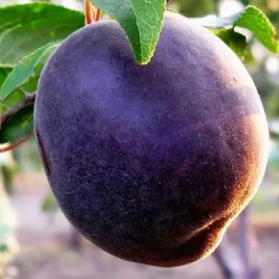 Абрикос ШЛОР ЦИРАН в Хабаровске