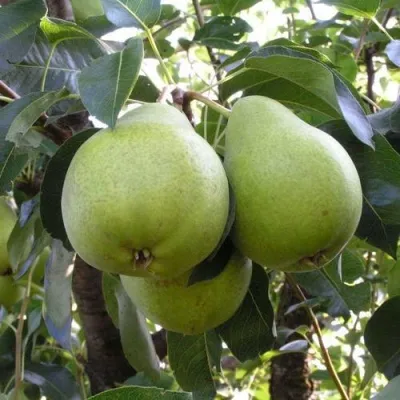Груша МАСЛЯНИСТАЯ ЛЕТНЯЯ — описание сорта Груша МАСЛЯНИСТАЯ ЛЕТНЯЯ в Хабаровске
