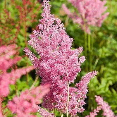 Астильба РЕЙНЛЕНД японская в Хабаровске