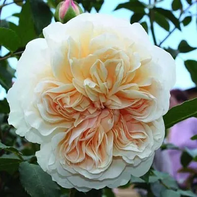 Саженцы роз ЛИЧФИЛД ЭНДЖЕЛ английская  Саженцы роз ЛИЧФИЛД ЭНДЖЕЛ английская в Хабаровске