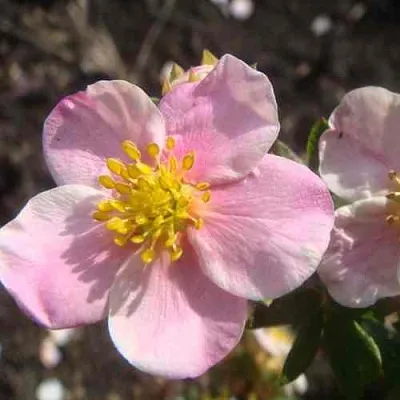 Лапчатка ПИНК КВИН кустарниковая в Хабаровске