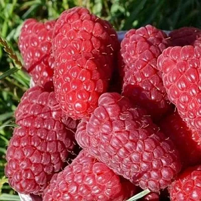 Малина САМОСВАЛ в Хабаровске