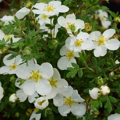 Лапчатка АББОТСВУД кустарниковая в Хабаровске