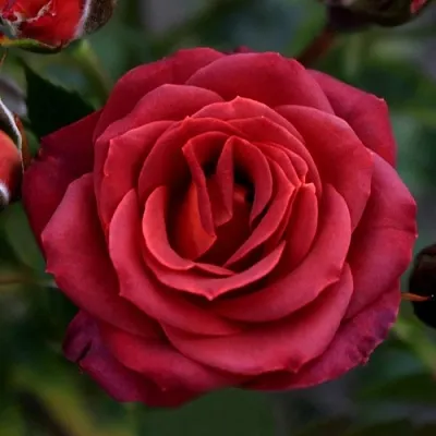 Саженцы роз ЧОКОЧИНО спрей  Саженцы роз ЧОКОЧИНО спрей в Хабаровске