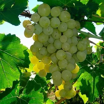 Виноград КИШМИШ МУСКАТНЫЙ  Виноград КИШМИШ МУСКАТНЫЙ в Хабаровске