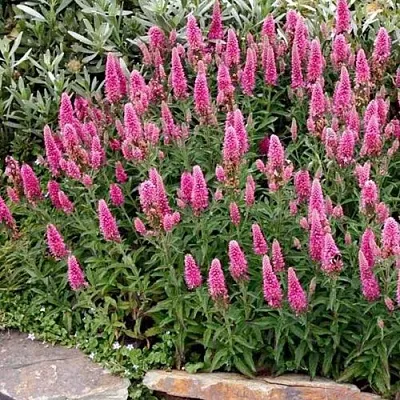 Вероника РОЗЕА колосковая в Хабаровске